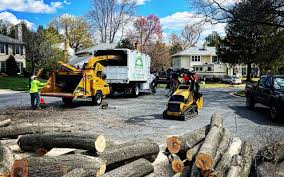 How Our Tree Care Process Works  in  Teutopolis, IL