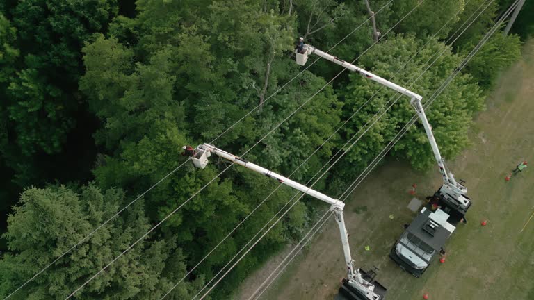 Best Utility Line Clearance  in Teutopolis, IL