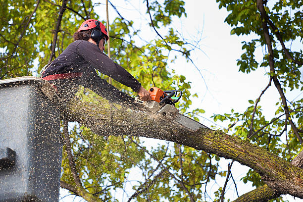 Professional Tree Care  in Teutopolis, IL